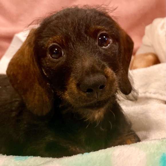 Meet your Posher, Chrissie - Picture 4 of 5